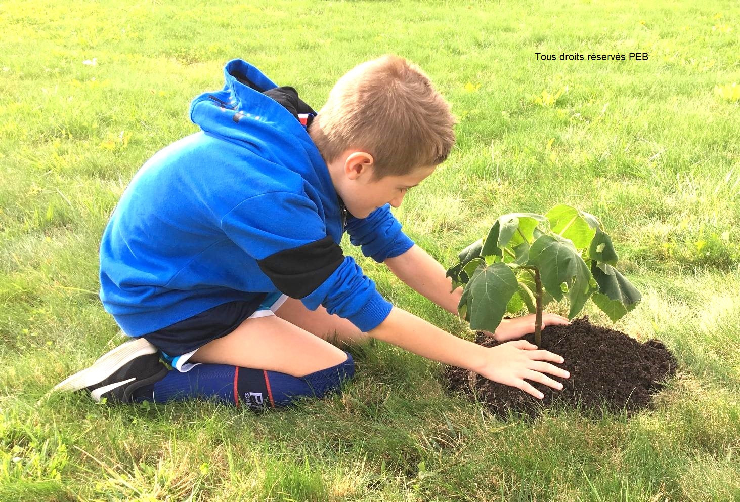 plantation du premier paulownia chez PEB 2019