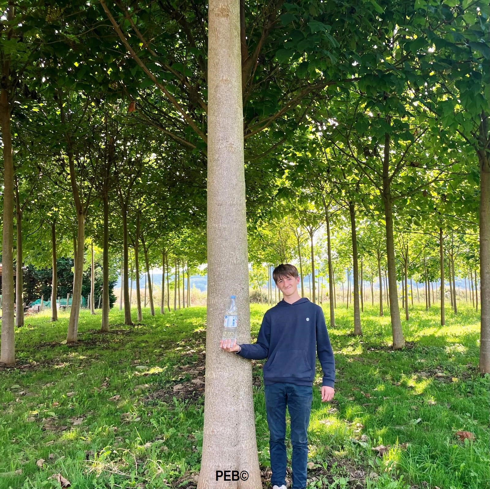 2024 arbre paulownia 4 ans pebearn