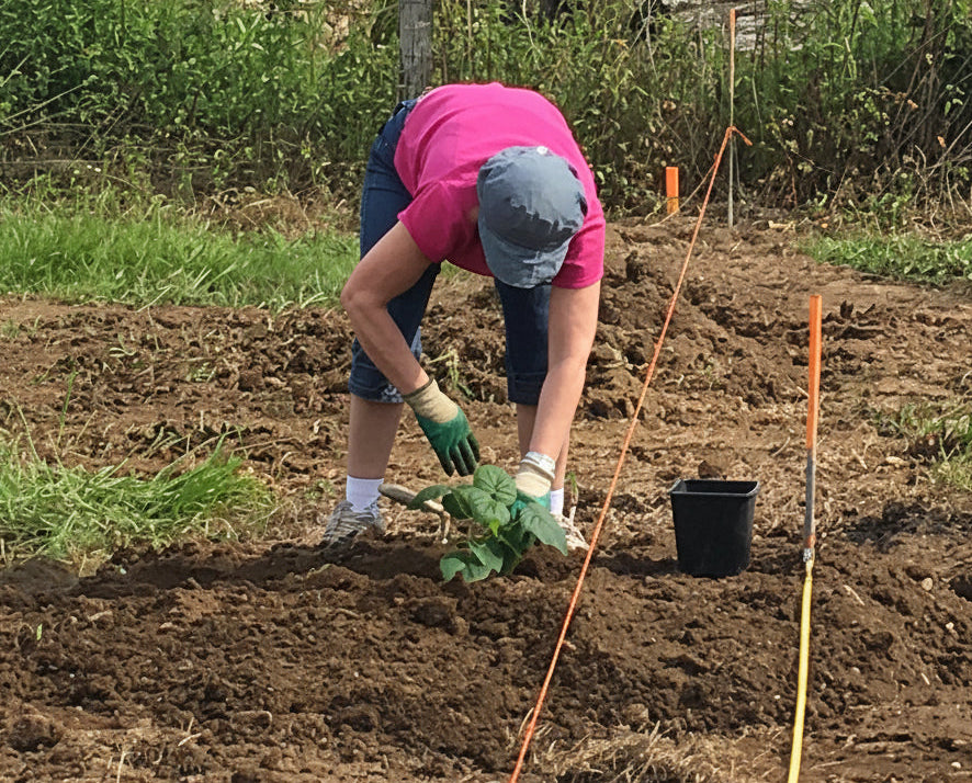plantation du premier paulownia chez pebearn