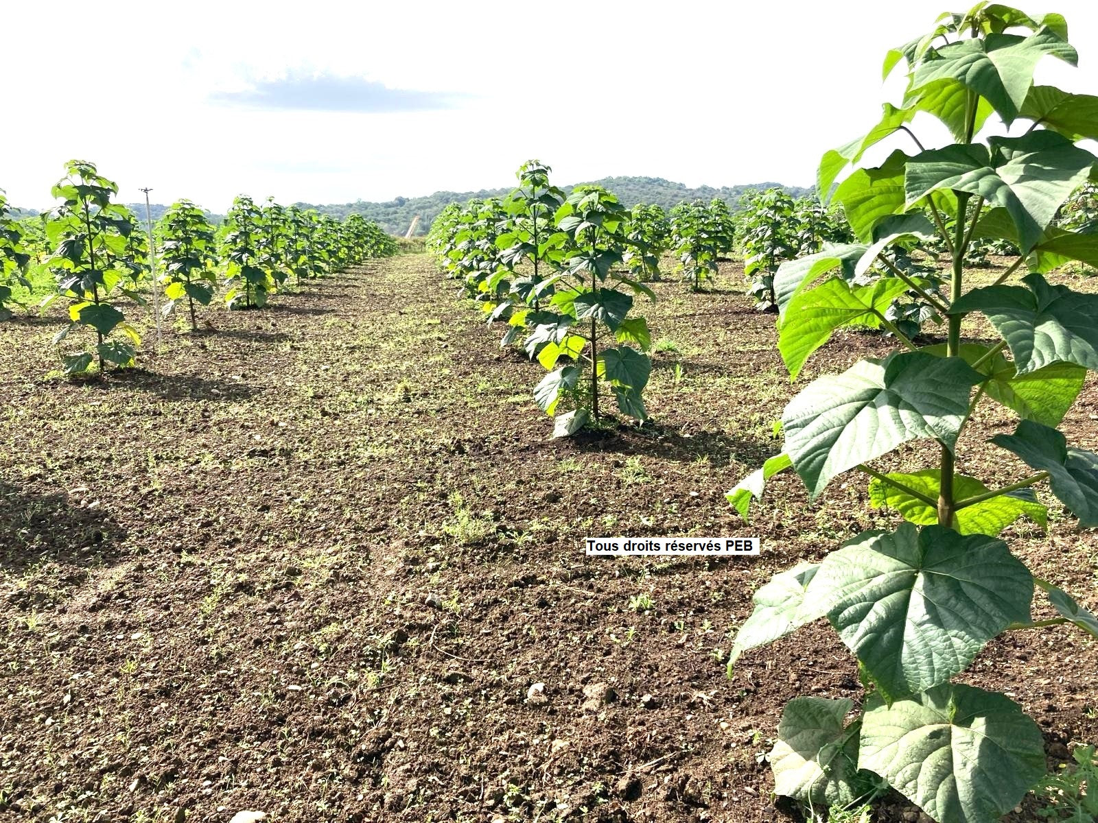 plantation arbre paulownia france 3m