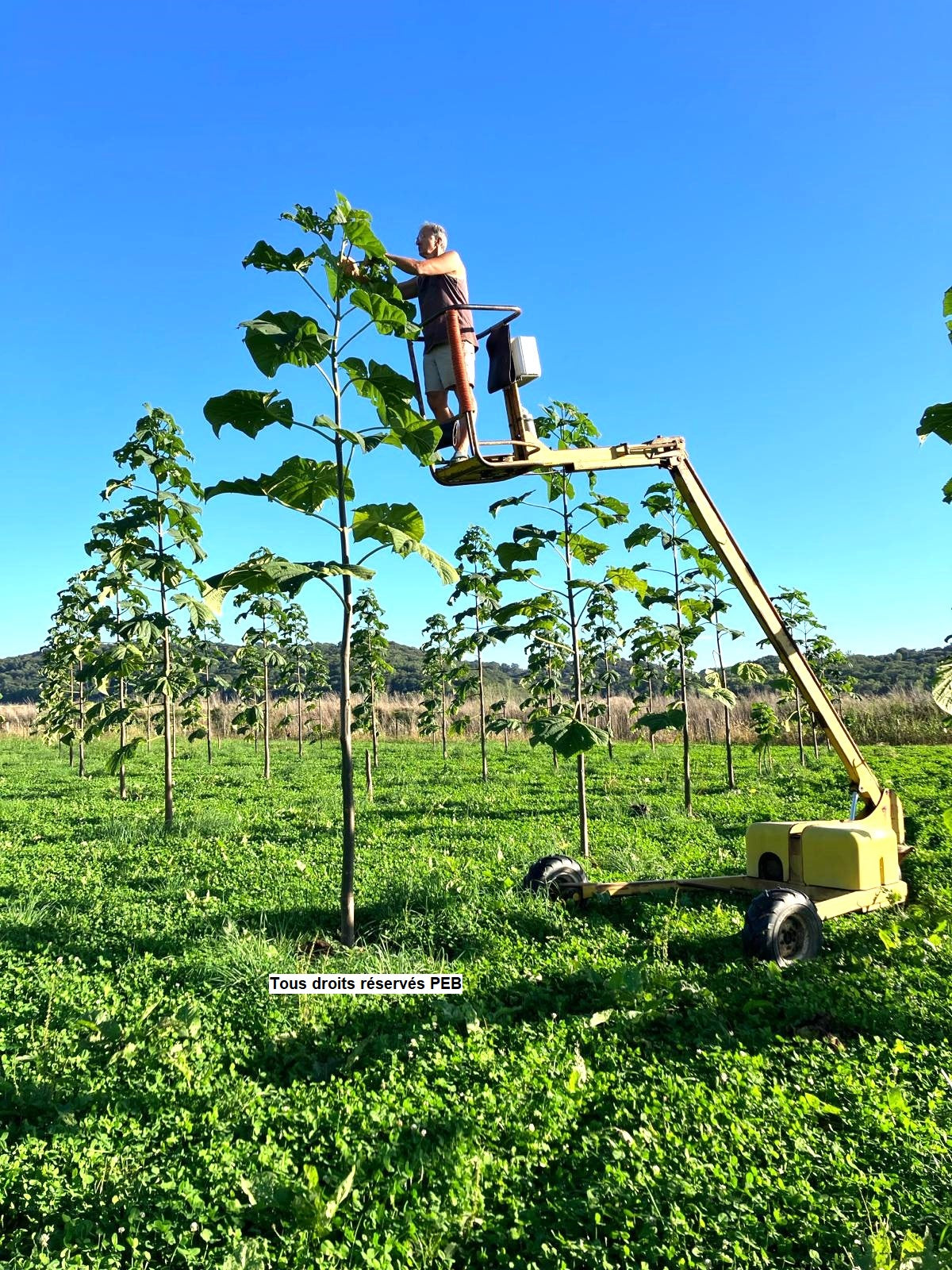 enlever gourmand paulownia arbre peb