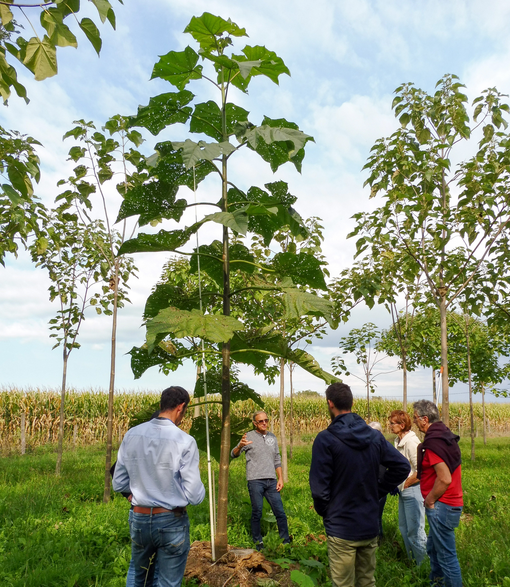 jacky dasquet, peb, pendant une formation culture du paulownia avec un arbre 7 metres
