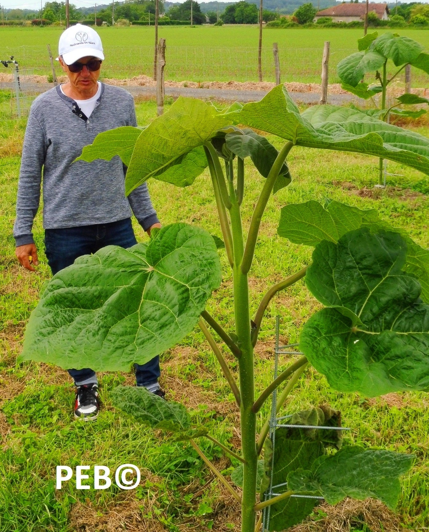 jacky_dasquet_Paulownia en bearn