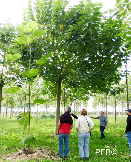 jacky dasquet en formation culture paulownia