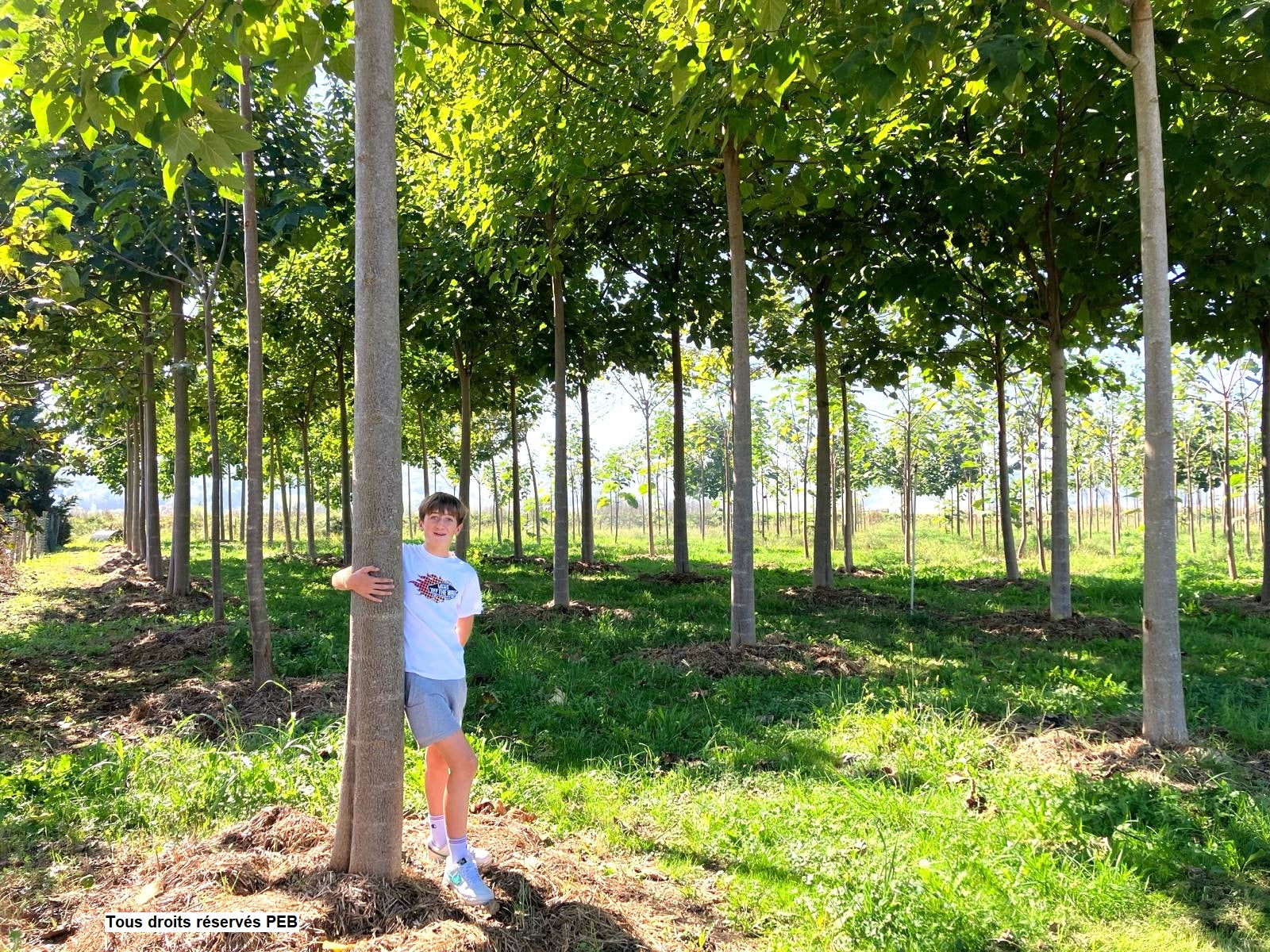 arbre paulownia 3 ans france sud ouest pebearn
