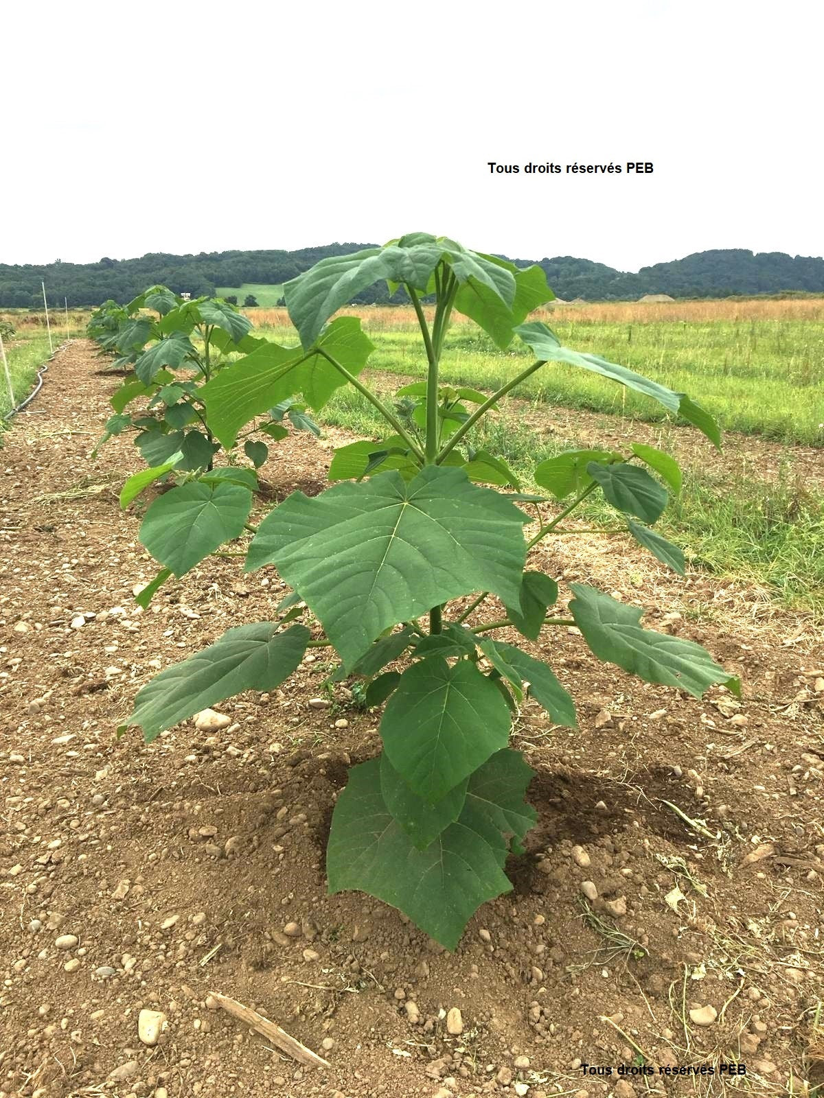 peb premiers paulownia 3 mois