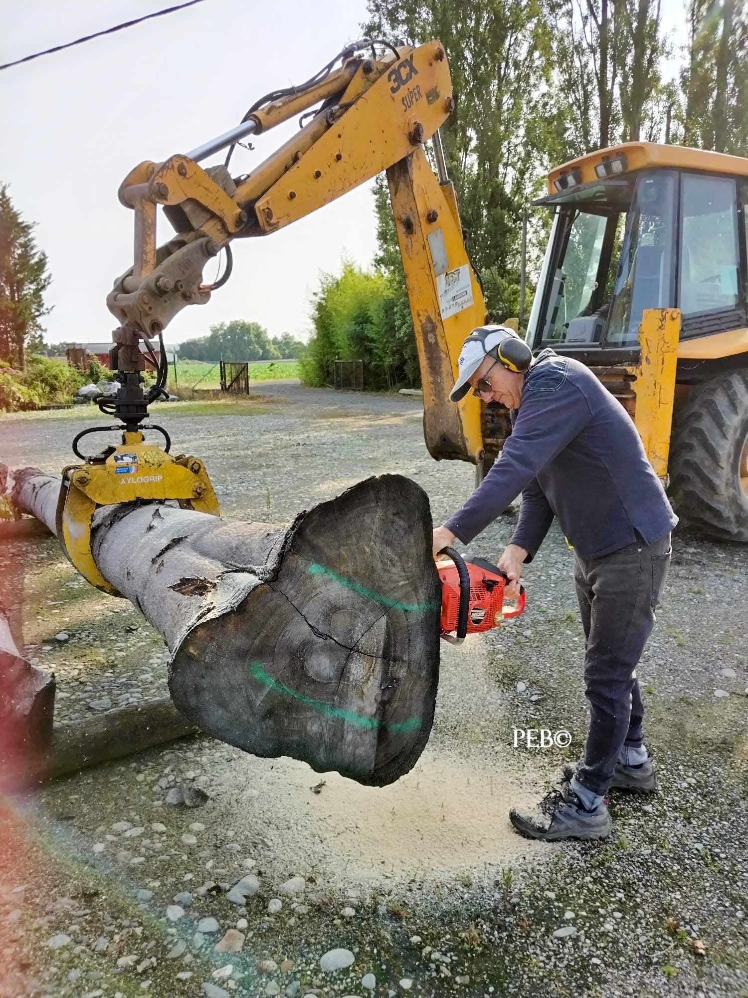 pebearn sciage tronc paulownia pour gain financier