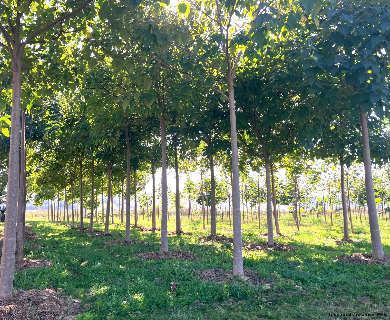 1ere plantation arbre paulownia du sud ouest de la france
