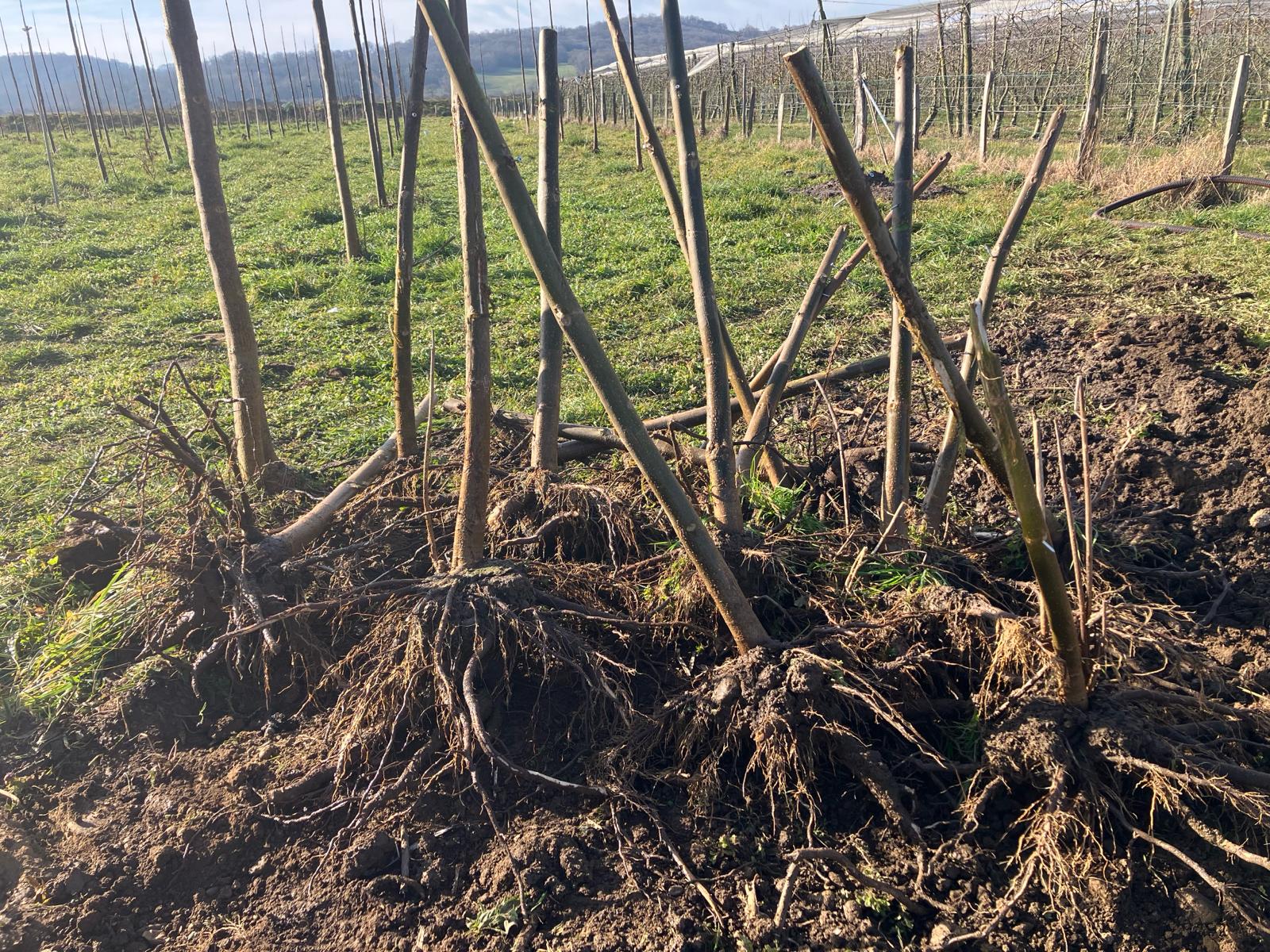 stumps pepiniere paulownia pebearn