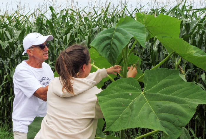 transmission savoir partagé pebearn entretien paulownia